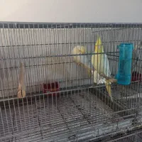 فروش یه جفت عروس هلندی لوتینو مولد روی تخم