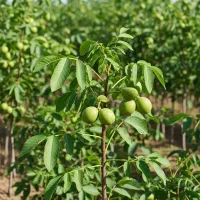 تخفیف ویژه سراسر ایران