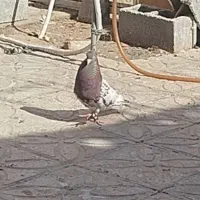 کله سرخ تموم کبوتر|پرنده|فسا, |دیوار