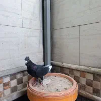 نر پلنگ شکار