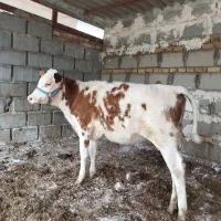 دو راس گوساله ماده سیمینتال جنس. گاو قربانی