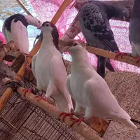 ۱جفت ساده خال|پرنده|گنبد کاووس, |دیوار