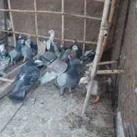 کفتر زمند|پرنده|هلالی, |دیوار