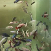 ماهی فایتر خاص و ساده کت خاص کوریدوراس