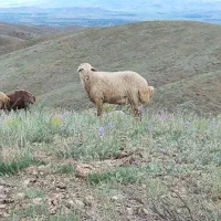 قوچ نژادمغانی|حیوانات مزرعه|اهر, |دیوار