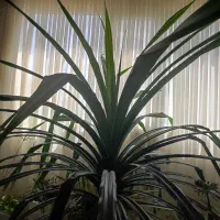 گل پاندانوس