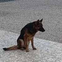 سگ ژرمن ماده|سگ|کرمانشاه, |دیوار