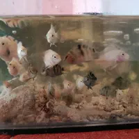 ماهی آکواریوم|ماهی|تربتحیدریه, میدان مرکزی|دیوار