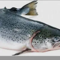 همکار جهت پرورش ماهی قزل و سالمون