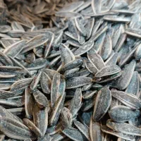 تخمه آفتابگردان به شرط چاقو کی مخاد