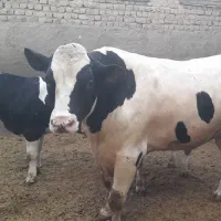 گوساله سنگین ۱۰۰۰ کیلو برای دهه محرم
