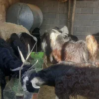 ۱۴راس کهره نر چاق و۴ راس بره چاق به فروش میرسد