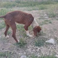 سگ شکاری