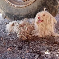 سگ شیتزو خانگی شناسنامه دار|سگ|تربت جام, معدآباد|دیوار