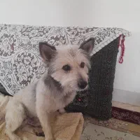 واگذاری سگ تربیت شده|سگ|فردیس, فردیس|دیوار