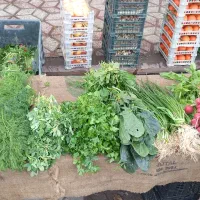 سبزی تازه نیشابور همه روز