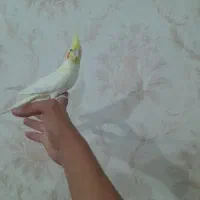 ۳ عدد جوجه عروس هلندی