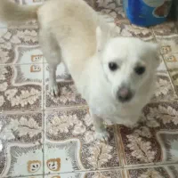 روباحی 2/5ساله جفت خورده باپامرین خرسی