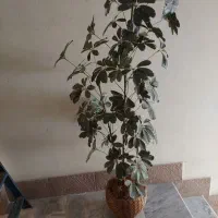 درختچه گل مصنوعی شفلرا ابلق