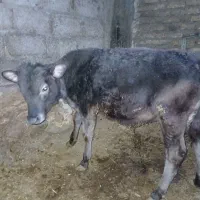 یک راس گوساله نر|حیوانات مزرعه|اهر, |دیوار