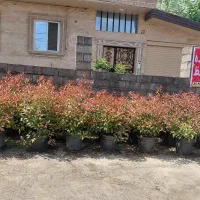 فتونیا گلدان ۴۲