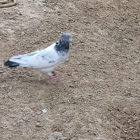 کبوتر|پرنده|شادگان, |دیوار