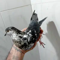 کفتر نرو ماده|پرنده|اسلام‌شهر, شهرک سعیدیه|دیوار