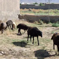 میش بره دار