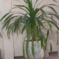 گل وگلدان