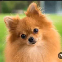 سگ پاکوتاه ماده