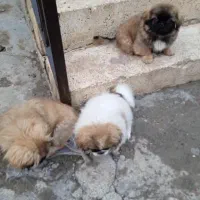 سگ پاکوتاه 3ماهه بیکینگ