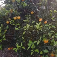 فروش تامسون درجه یک|عمدهفروشی|ساری, |دیوار