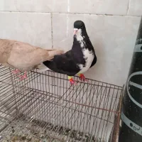 کفتر شهری خوشرنگ سیاه نر بی عیب