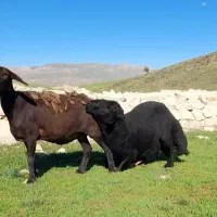 بره