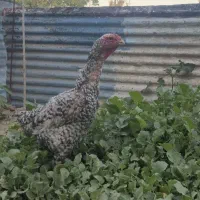 مرغ لاری کوکو (معاوضه با طاووس)|حیوانات مزرعه|تهران, فلسطین (میدان انقلاب)|دیوار