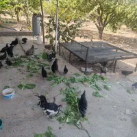 فروش یک مجموعه مرغ و خروس گلین