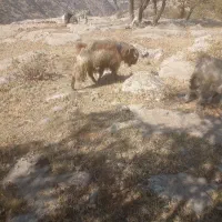 سلام کره نر برای فروش|حیوانات مزرعه|سمیرم, |دیوار