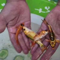 کوی باله بلند و باله کوتاه|ماهی|یزد, |دیوار