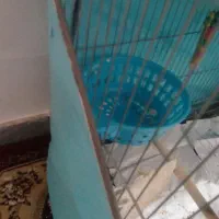 فنچ نیمه دستی مولد|پرنده|تهران, دکتر هوشیار|دیوار