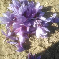 یونجه چین چهار