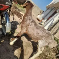 یک عدد تقلی تخمی  درجه یک چینی|حیوانات مزرعه|دوزین, |دیوار