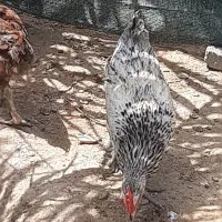 فروش تعدادی خروس جوان و سرحال