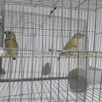 یه جفت فنج معاوضه با سهره نر