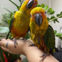 طوطی خورشیدی|پرنده|تهران, شیوا|دیوار