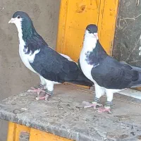 کبوتر رنگی