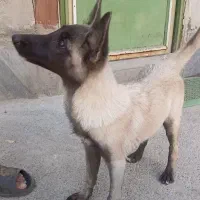 توله ژرمن هاسکی