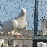 کبوتر پاپربوشهری