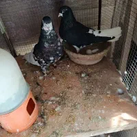 یه جفت کفتر شهری با یه جوجه شهری.