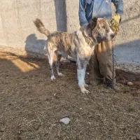 سگ افغان|سگ|چهارباغ, |دیوار