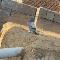 سه تا ترکیه ماده خاس بازی دار وصدادار|پرنده|کشاورز, |دیوار